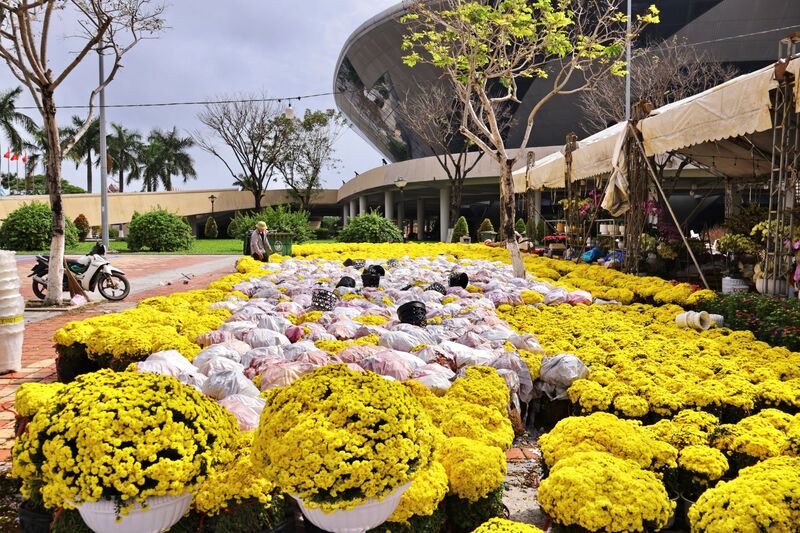 Anh Huỳnh Văn Đức (trú tại Đà Nẵng) năm nay nhập hơn 3.000 chậu cúc mâm xôi từ Sa Đéc, trong đó, 1.500 chậu được bày bán tại các khu vực gần cầu Trần Thị Lý. “Vận chuyển xa nên phải gói kỹ để tránh hoa bị rụng hay gãy cành. Sau đó, mang về đây tùy vào sức mua của người dân tại Đà Nẵng mà bán giá cho hợp lý để lượng hoa bán đi nhiều và nhanh”, anh Đức chia sẻ. Ảnh: Diễm Phúc