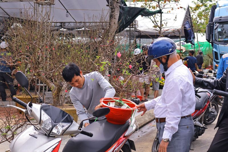 Ông Lê Văn Tám (trú tại phường Cẩm Lệ, TP. Đà Nẵng) cho hay: “Năm nay, giá tại chợ hoa có giảm nhẹ hơn, như năm trước tôi mua chậu đào khoảng 700.000 đồng, nay mua cùng cỡ như vậy có giá 550.00 đồng”. Ảnh: Diễm Phúc
