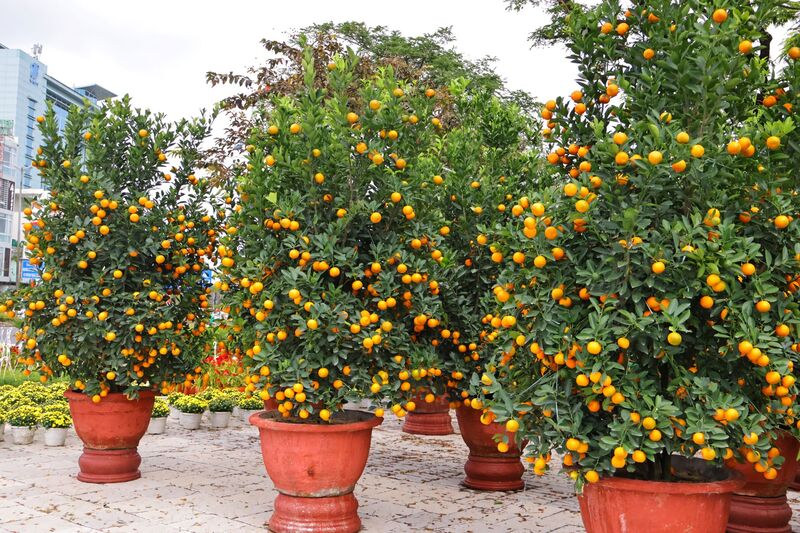 Năm nay, các tiểu thương mang đến đa dạng loại hoa, cây cảnh… với nhiều mức giá, phục vụ các tệp khách hàng khác nhau. Ảnh: Diễm Phúc