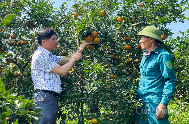 Theo ghi nhận của phóng viên, giá bán tại vườn hiện đang duy trì ở mức ổn định, dao động khoảng 30.000 đồng/kg. Đây được xem là mức giá hợp lý, giúp người nông dân có một cái Tết ấm no trong khi người tiêu dùng dễ dàng tiếp cận sản phẩm chất lượng.