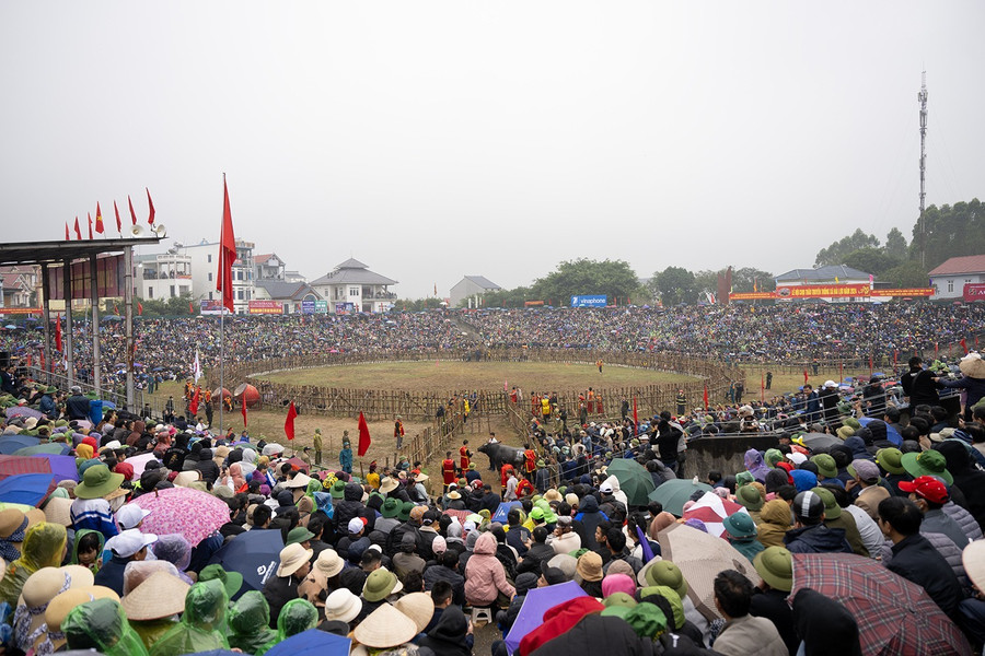 Cứ vào 16 - 17 tháng Giêng, người dân Hải Lựu lại tưng bừng tổ chức lễ hội chọi trâu.