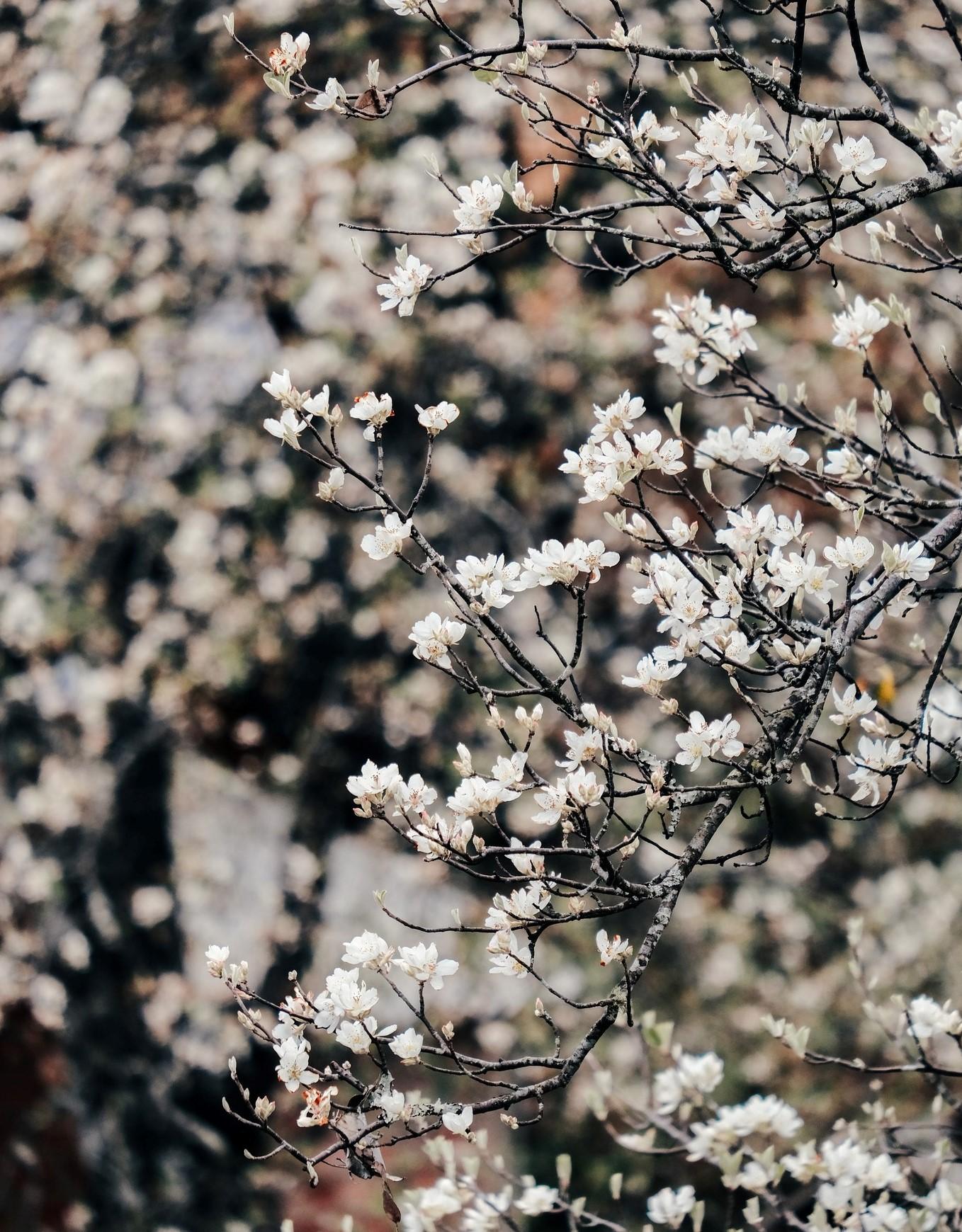 Cây sơn tra ra hoa tháng 3, mùa quả chín rơi vào tháng 9 - 10 là thu hoạch được. Từ loài cây kinh tế nông lâm nghiệp, giờ đây sơn tra còn là hình ảnh đại diện cho du lịch địa phương.