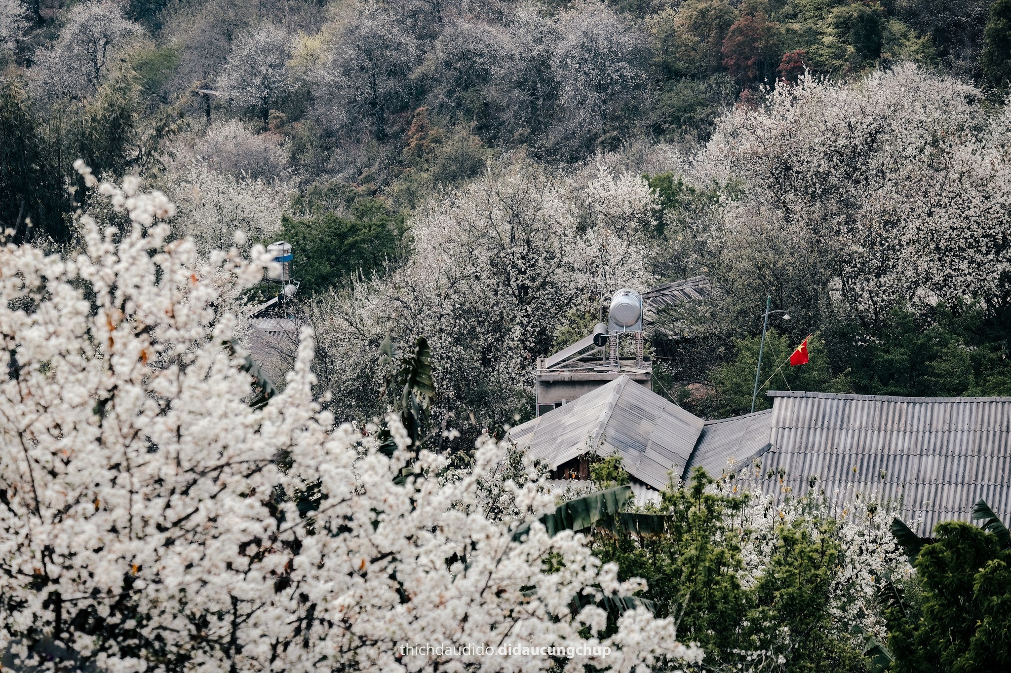 Nửa đầu tháng 3 là thời điểm hoa sơn tra (táo mèo) khắp bản nở bung khoe sắc đón mùa xuân về.