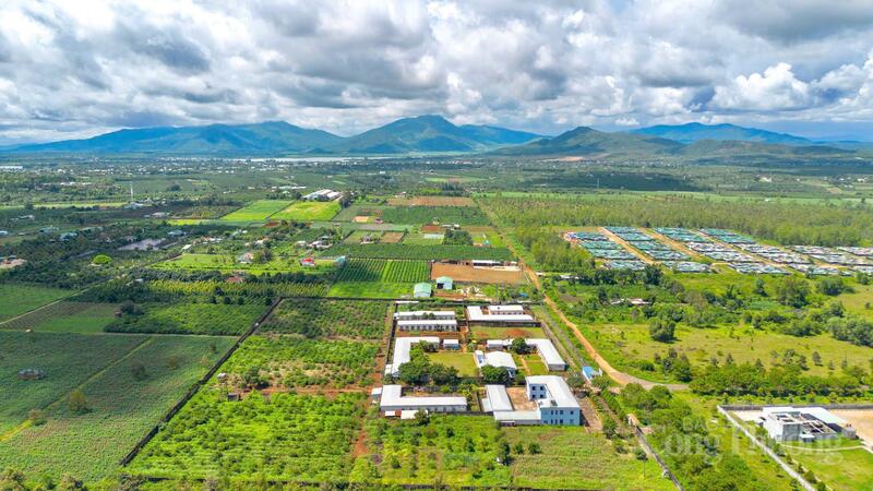 Gia Lai đang chuyển mình theo hướng xây dựng các vùng nguyên liệu tập trung, quy mô lớn cho cây trồng chủ lực. Ảnh: Hiền Mai