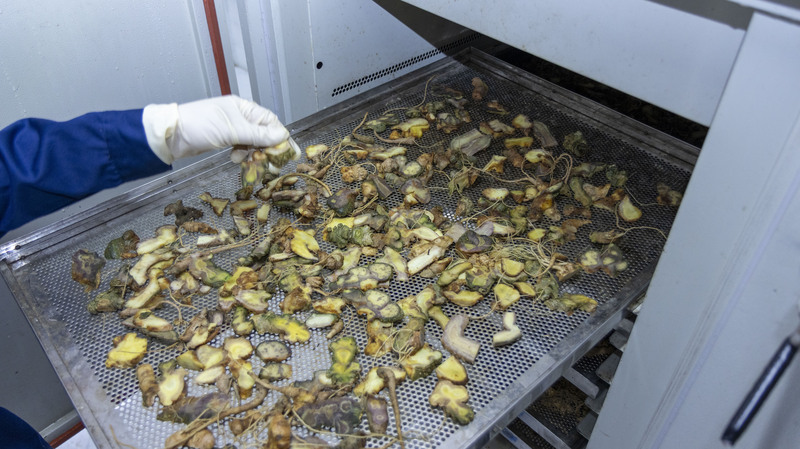 Tỉnh Lai Châu xác định sâm là “quốc bảo” cần được bảo tồn, phát triển bài bản. Ảnh: Tùng Đinh