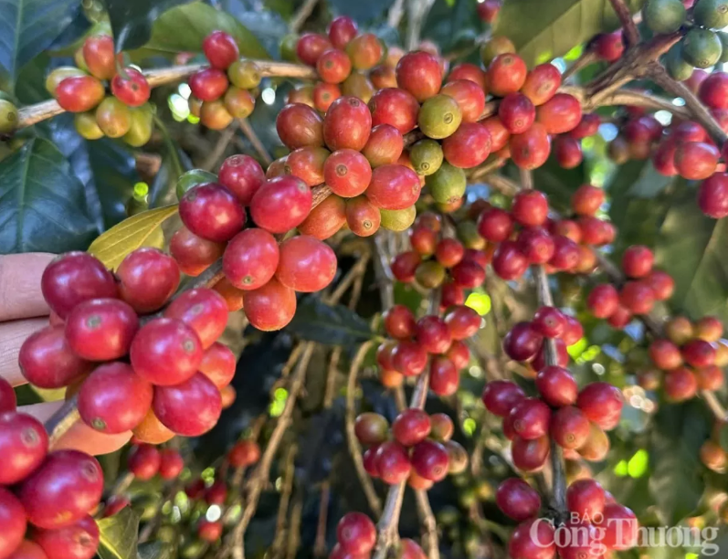 Thị trường cà phê thế giới tiếp tục kéo dài đà giảm sang phiên thứ ba liên tiếp khi Brazil bước vào giai đoạn thu hoạch niên vụ mới 2026-2027.