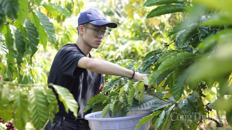 Thu hoạch cà phê tại vườn trồng Gia Lai