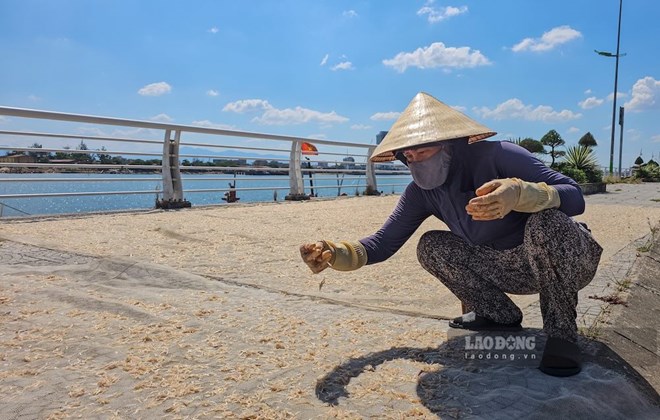 Tranh thủ nắng gắt, người làm ruốc biển tất bật lật mẻ phơi