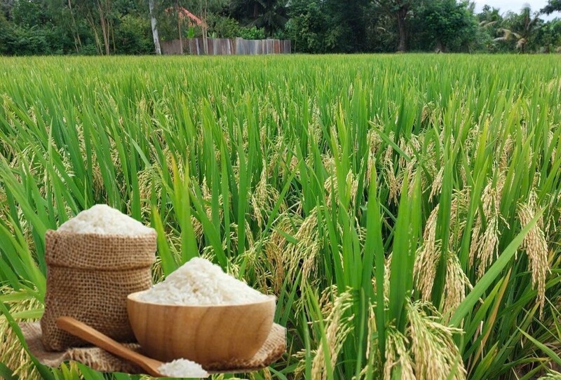 Giá lúa gạo hôm nay ngày 18/6/2026: Gạo xuất khẩu tiếp đà tăng nhẹ. Ảnh: Thanh Minh.