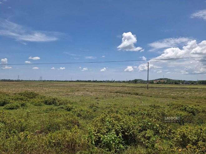 Diện tích canh tác lúa hè - thu ở Hà Tĩnh giảm do thiếu nước tưới