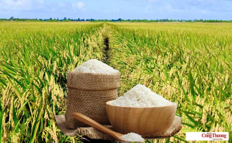 Giá lúa gạo hôm nay ngày 6/8/2026: Gạo xuất khẩu biến động trái chiều.
