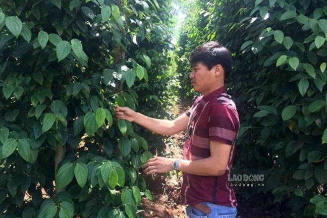 Giá tiêu hôm nay 17.8: Tiếp đà đi ngang phiên đầu tuần