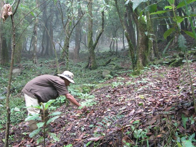 Đà Nẵng thông báo cho thuê 472ha môi trường rừng để trồng sâm và dược liệu