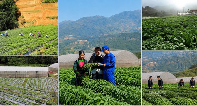 Lào Cai nâng tầm cây thuốc, kỳ vọng tạo ngành dược liệu nghìn tỉ