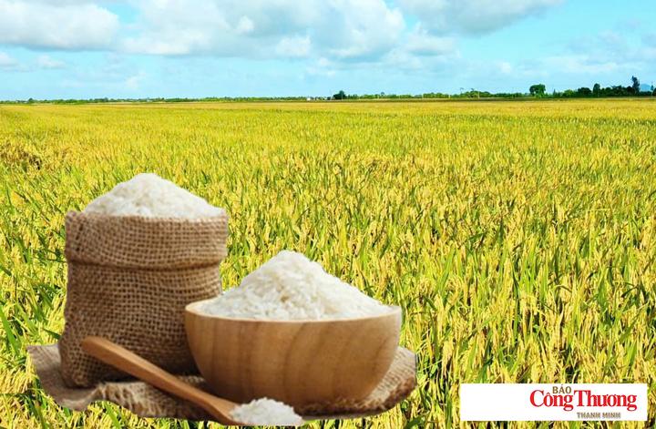 Giá lúa gạo hôm nay ngày 9/10/2026: Giá lúa tươi giảm nhẹ, gạo vững giá.
