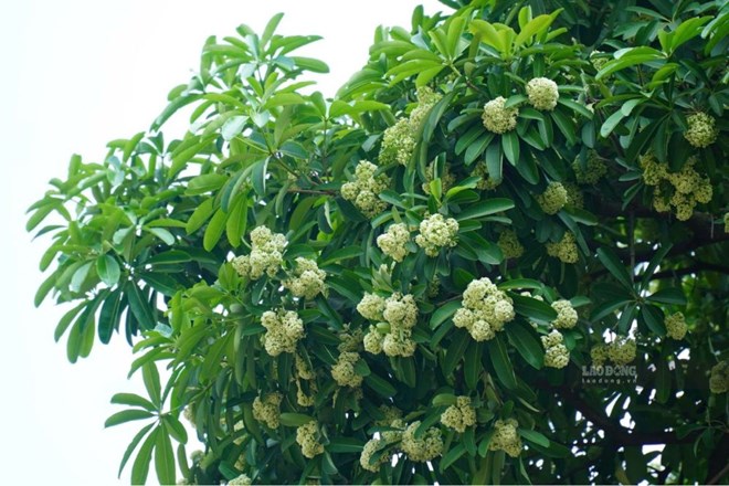 Hoa sữa gây tranh cãi, ca khúc cùng tên được tìm kiếm tăng vọt