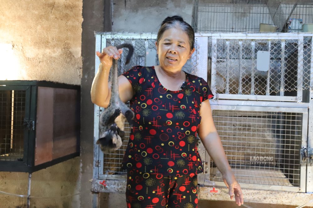 Các hộ nuôi dúi  đã phát huy hiệu quả việc đa dạng hóa sinh kế ở khu vực nông thôn. Ảnh: Hữu Long