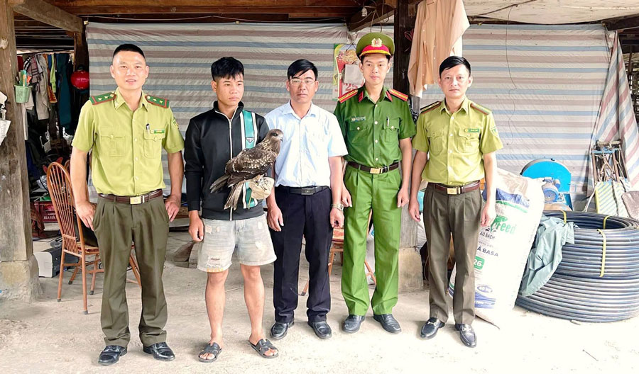 Anh Lò Văn Phường trao cá thể diều hâu cho lực lượng chức năng. Ảnh: