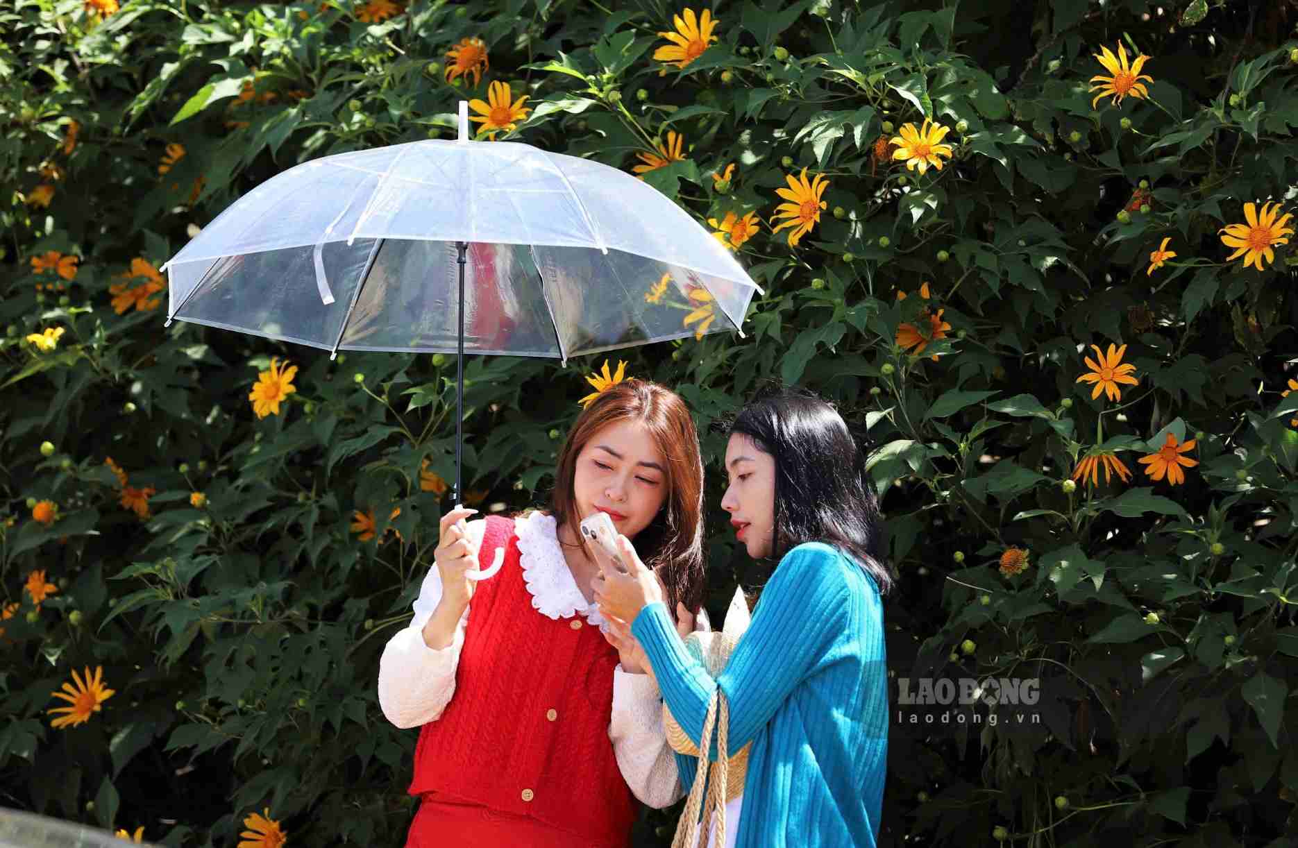 Giữa sắc vàng dã quỳ và màu xanh của rừng thông, du khách dừng chân lưu lại những khoảnh khắc đẹp trong mùa hoa đặc trưng của Đà Lạt. Ảnh: Phúc Khánh