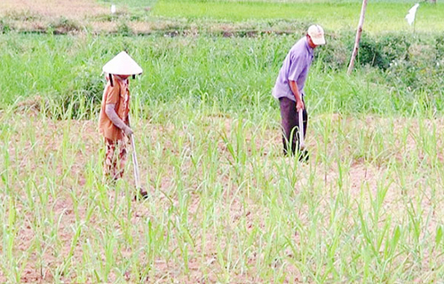 nong dan tay thuan san xuat nong nghiep hang hoa hinh anh 1