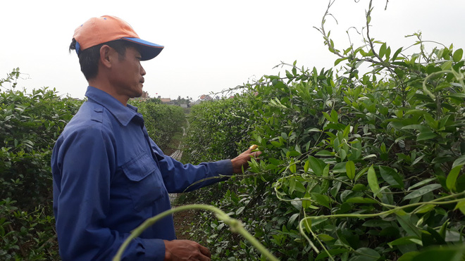 Đổ xô mua dây thìa canh trị tiểu đường: Coi chừng tiền mất tật mang vì mua dược liệu rởm - Ảnh 3.