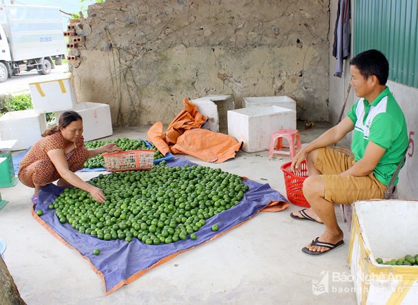 4.000 đồng/1 quả chanh, người dân đi mót từng quả vẫn không có mà bán - Ảnh 2.