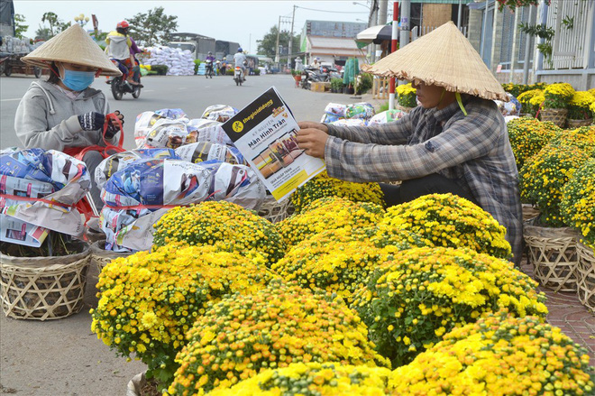 Làng hoa Sa Đéc: Thời tiết bất thường, trên 70% hoa cúc trổ sớm - Ảnh 9.