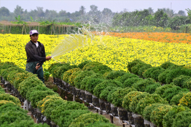 Làng hoa Sa Đéc: Thời tiết bất thường, trên 70% hoa cúc trổ sớm - Ảnh 1.