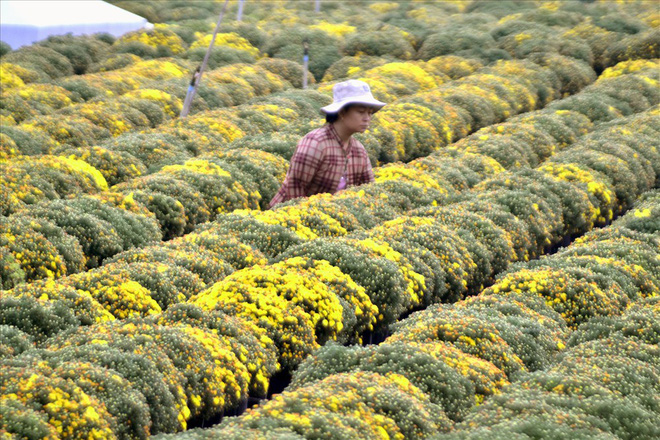 Làng hoa Sa Đéc: Thời tiết bất thường, trên 70% hoa cúc trổ sớm - Ảnh 2.