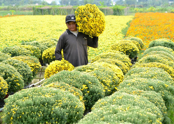 Làng hoa Sa Đéc: Thời tiết bất thường, trên 70% hoa cúc trổ sớm - Ảnh 8.