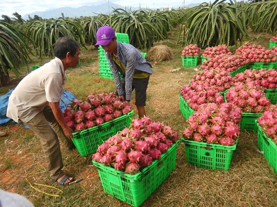 Tiêu dùng & Dư luận - Thanh long, mít 'rủ nhau' tăng giá kỷ lục